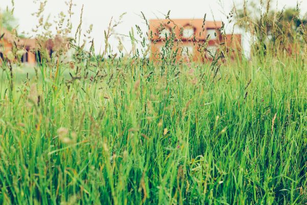 Cost of Tall Grass Cutting in Columbus