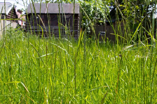 Cost of Overgrown Lawn Trimming in Columbus