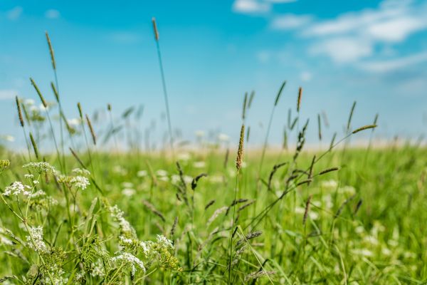 Cost of High Grass Trimming in Columbus