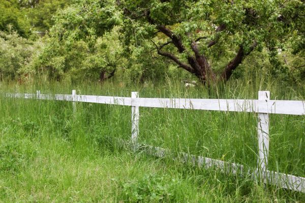 Cost of Fence Line Trimming in Columbus